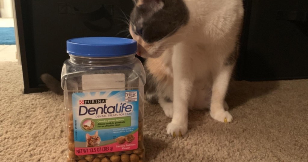 cat and canister of cat treats