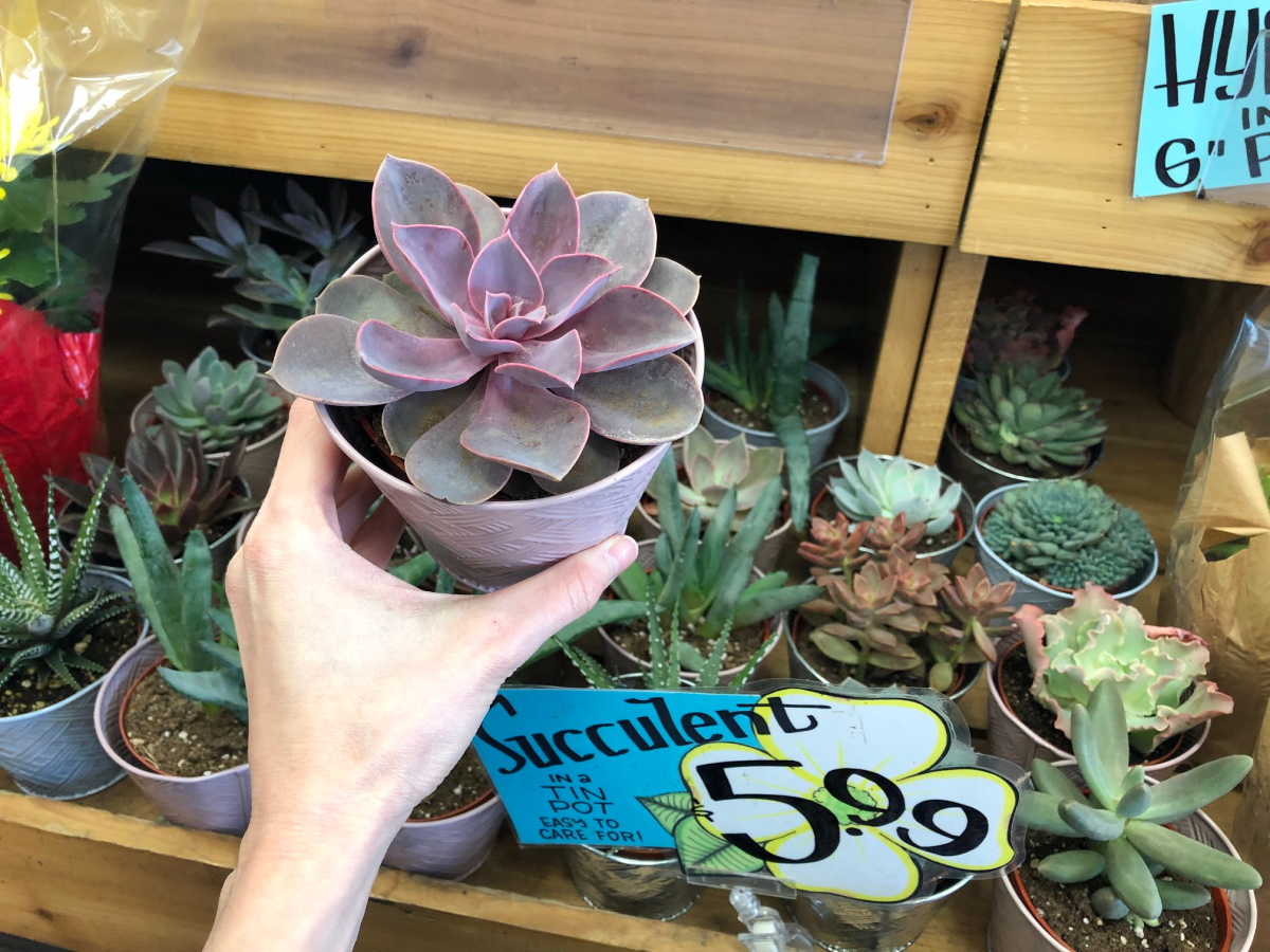 how to care for succulents indoors - succulents for sale at Trader Joe's