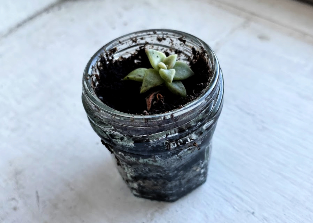 how to care for succulents indoors - tiny succulent in glass jar