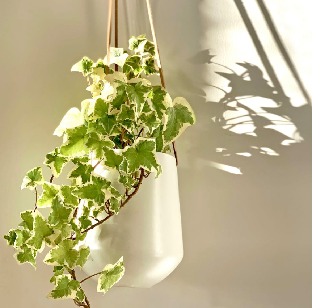 english ivy spilling out of a hanging container dangling from a rope on the wall