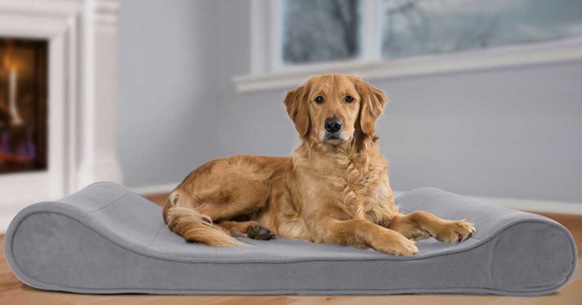 Furhaven Ergonomic Dog Bed Just 27 Shipped on Amazon (Regularly 54)