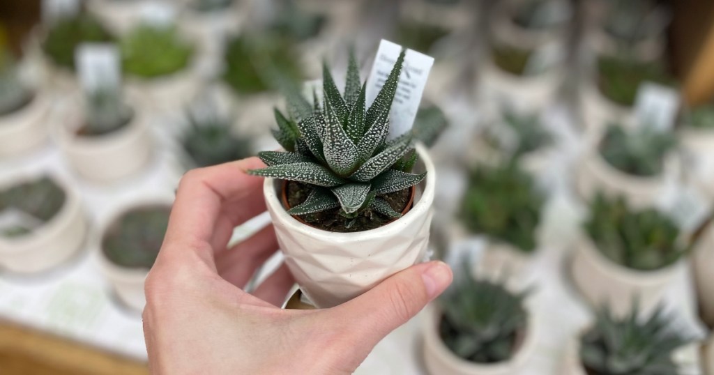 hand holding a mini succulent in a white pot