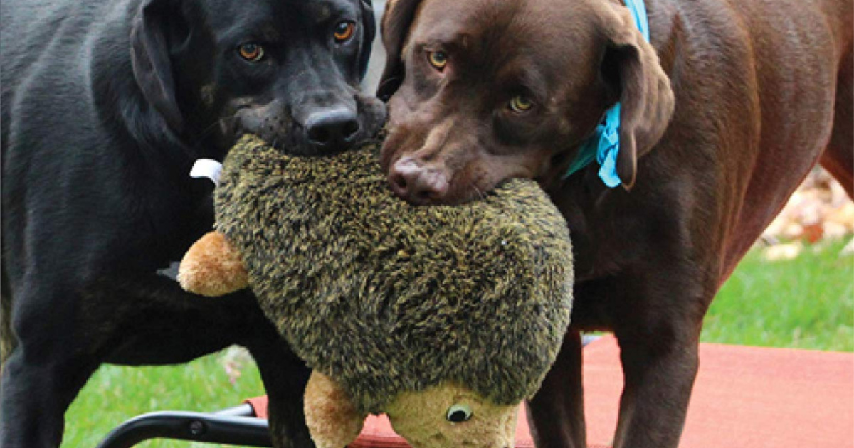 outward hound dog toys amazon