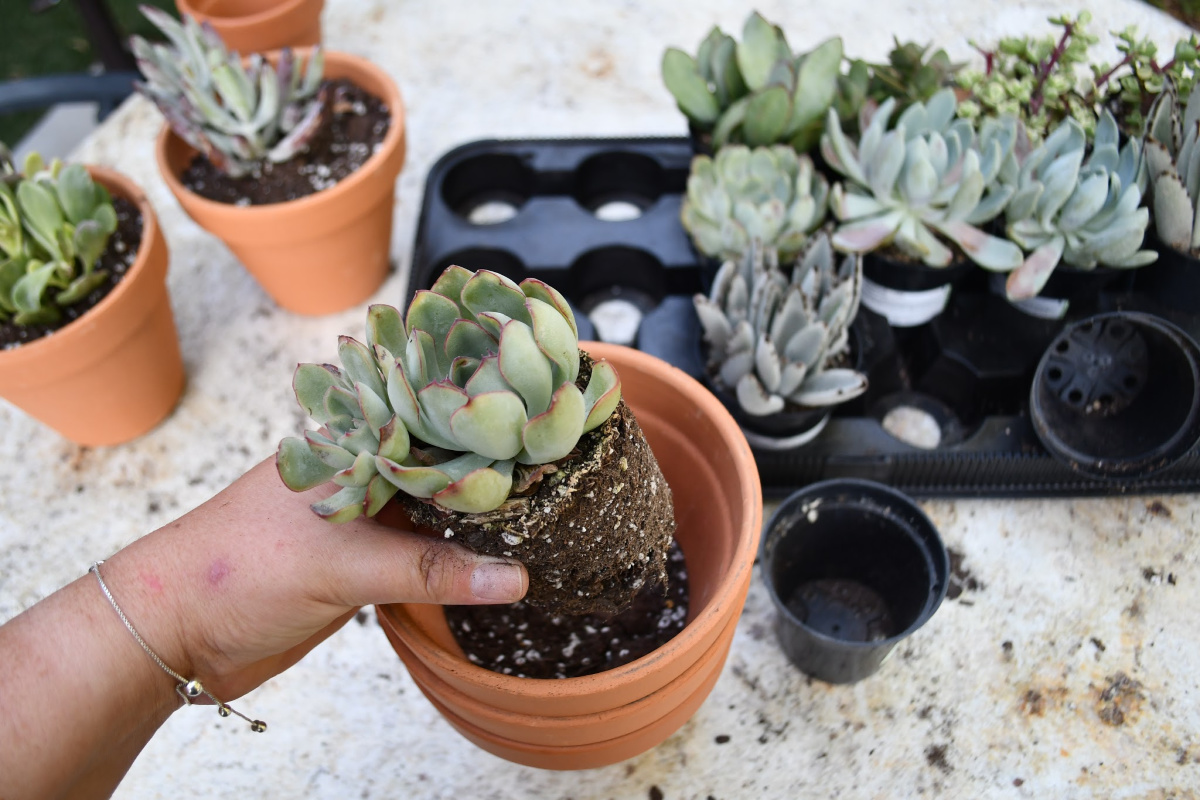 hand putting succulent in terra cotta pot