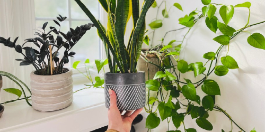 5 Super Easy Indoor Plants for Anyone Without a Green Thumb (Bonus: One’s Pet-Friendly!)