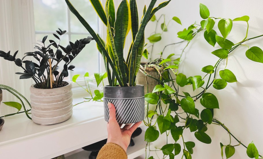 hand holding a potted snake plant in front of other green indoor plants on mantle 