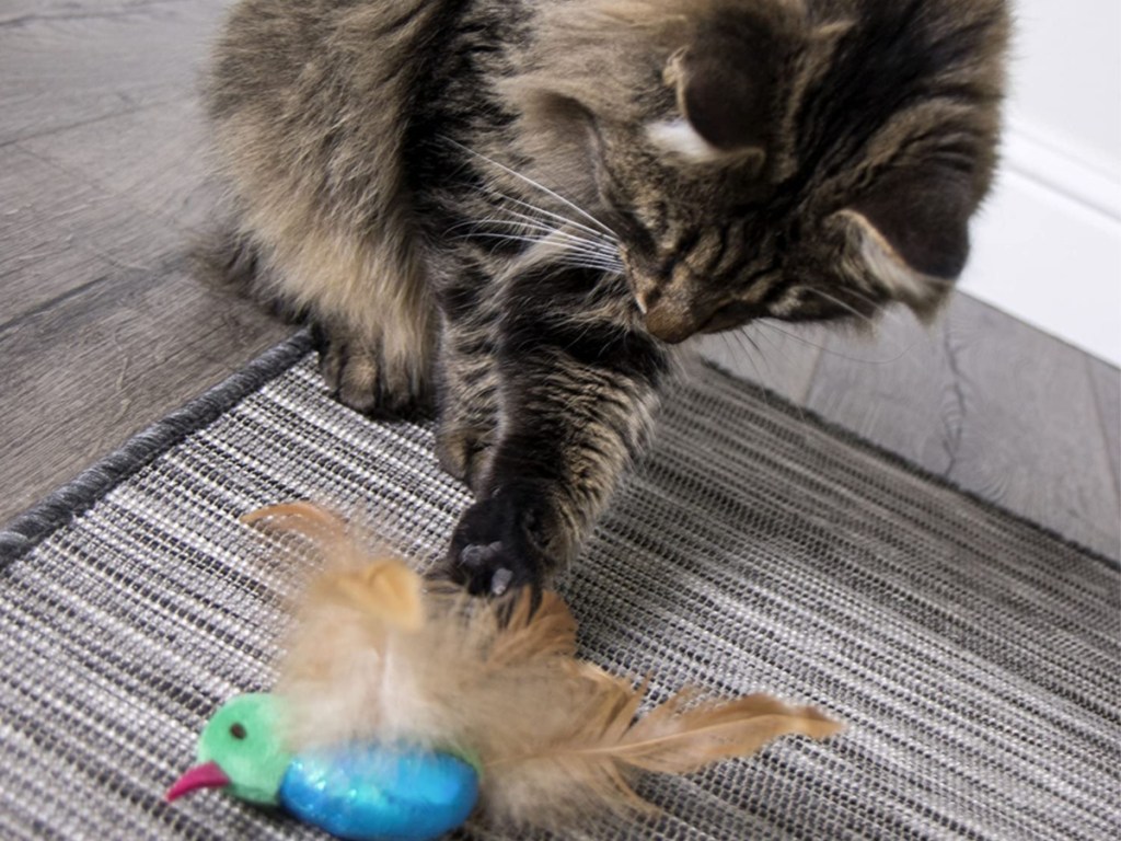 smartykat toy cat playing