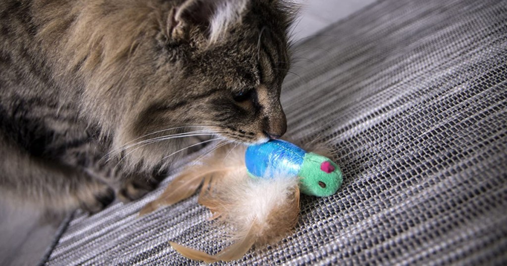 smartykat toy cat sniffing