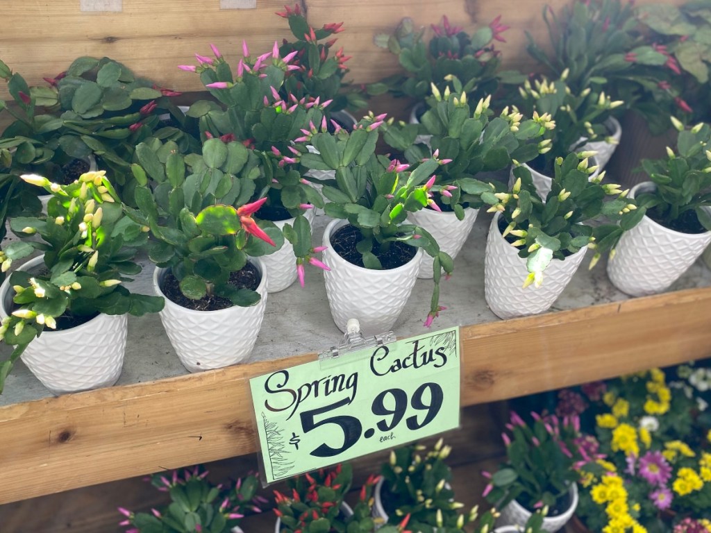 Spring cacti in white pots at Trader Joe's