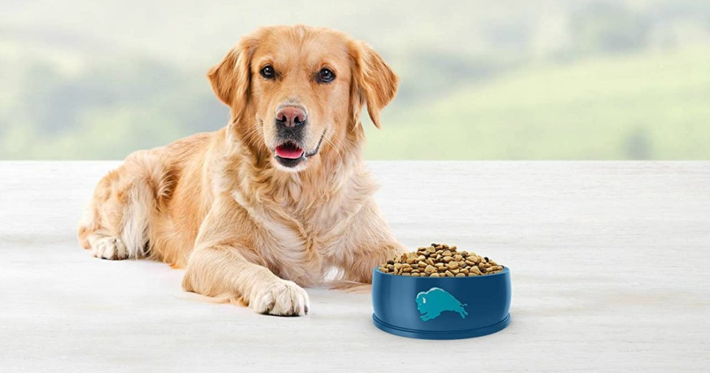 dog sitting next to a food bowl