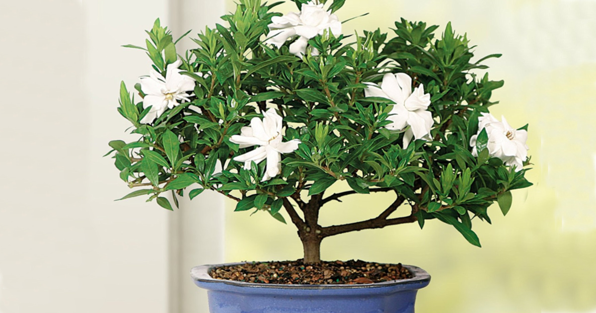 Indoor Outdoor Bonsai Plants As Low As 18 97 On Walmart Com
