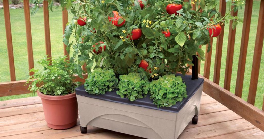 Sandstone colored City Pickers Patio Raised Garden Bed Grow Box Kit with tomato bush planted on deck
