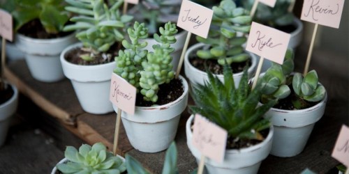 10 Costa Farms Succulents Only $14.98 on Lowes.com