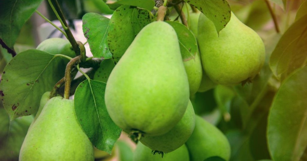 Dwarf D'Anjou Pears on tree