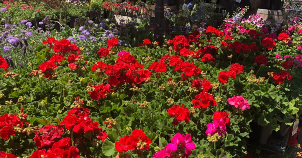 flowers and plants outside store front