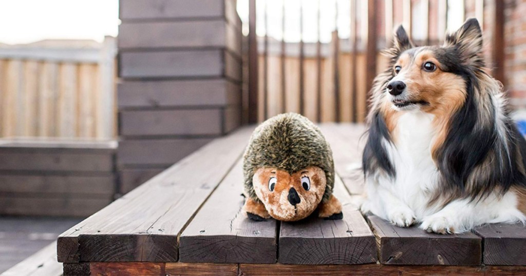 collie dog laying on patio deck with hedgehog toy