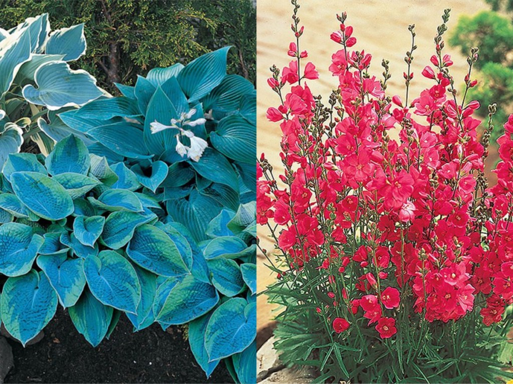 blue flowers and red flowers planted