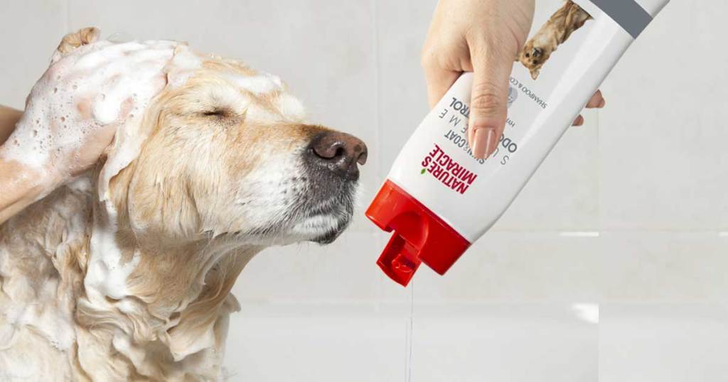 woman holding bottle of pet shampoo to dog being washed