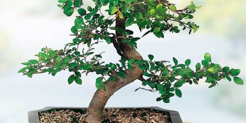 Bonsai Tree w/ Planter Just $22.51 Shipped on Lowe’s