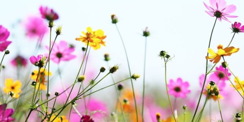 Request a FREE Wildflower Seed Packet | Help Save The Bees