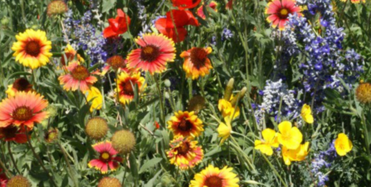 FREE Wildflower Seeds From Arm & Hammer