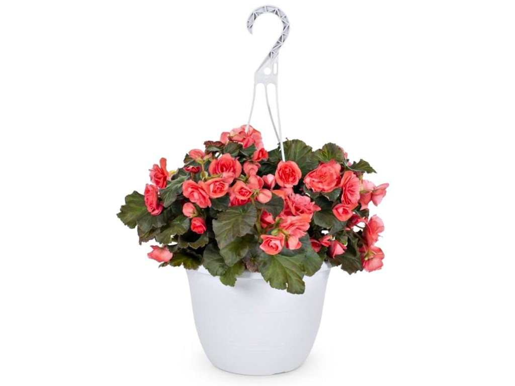 1.5-Gallon Multicolor Begonia in Hanging Basket