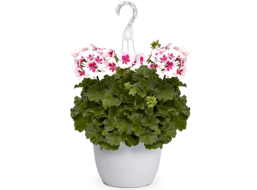 1.5-Gallon Multicolor Geranium in Hanging Basket