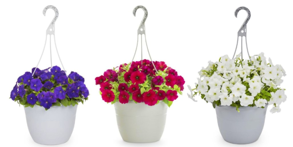 1.5-Gallon Multicolor Petunia in Hanging Baskets