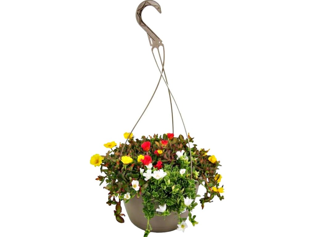 1.5-Gallon Multicolor Purslane in Hanging Basket
