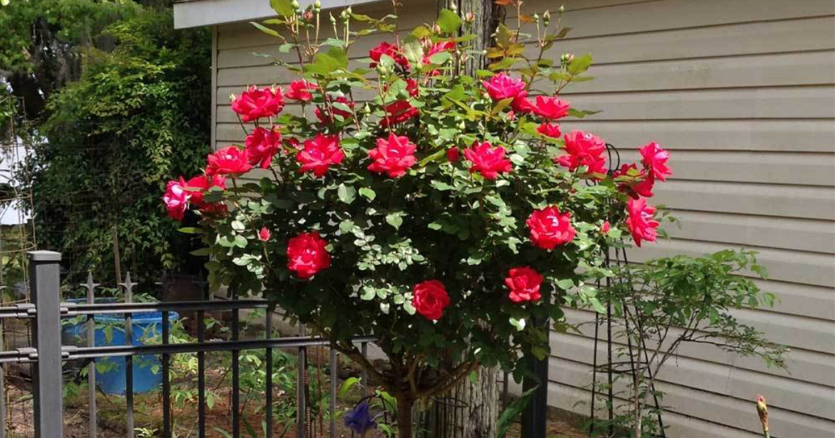 Rose Tree Just 49 99 Shipped On Homedepot Com Regularly 85