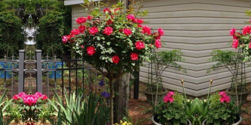 Rose Tree Just $49.99 Shipped (Regularly $85) From The Home Depot