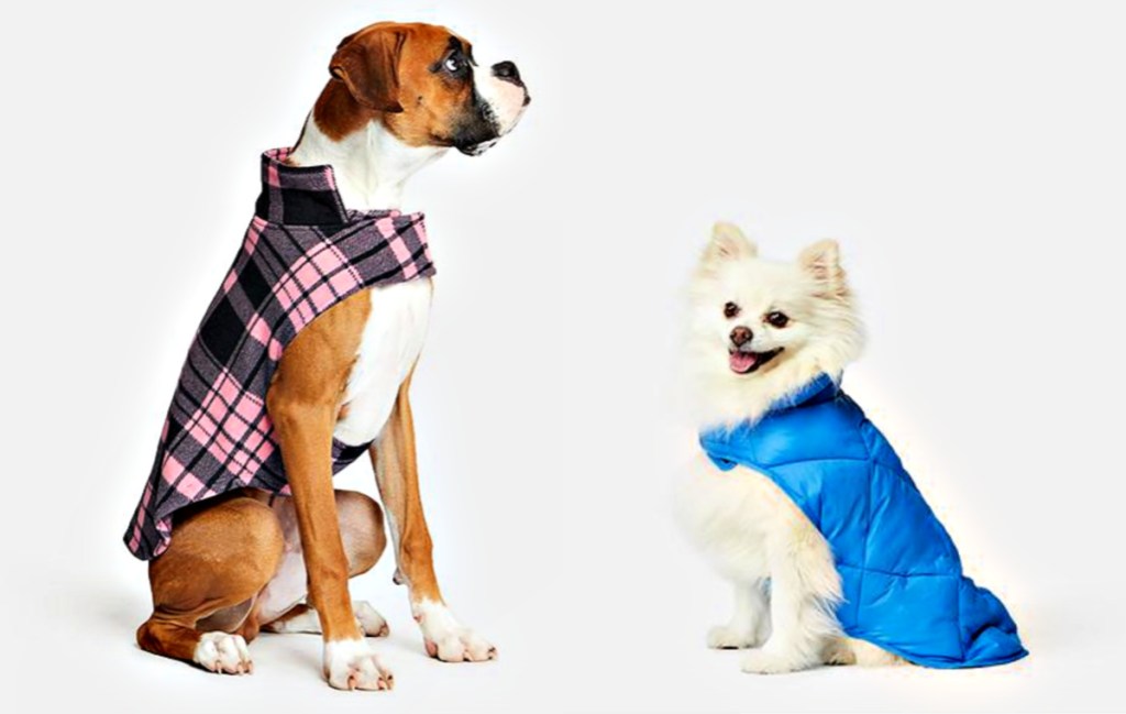 Dogs wearing 32 degrees vests