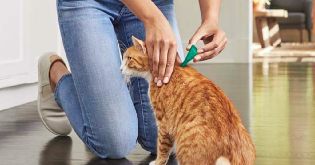woman putting flea treatment drops on the back of a cat