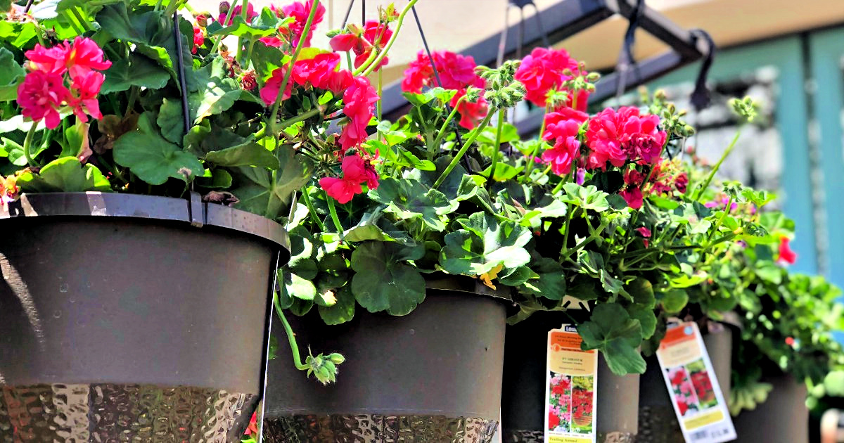 30% Off Hanging Baskets at Lowe's | Easy Mother's Day Gift