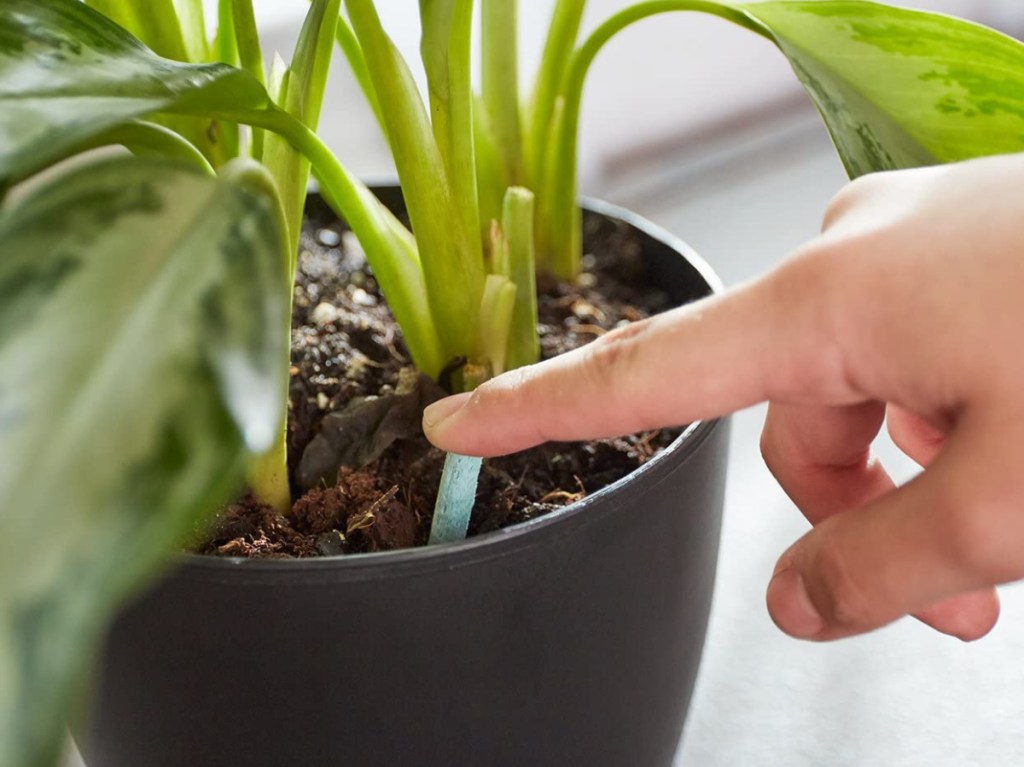 hand putting plant food into potted plant
