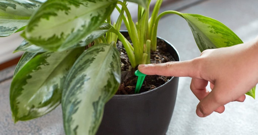 hand putting plant food aerator spike into potted plant