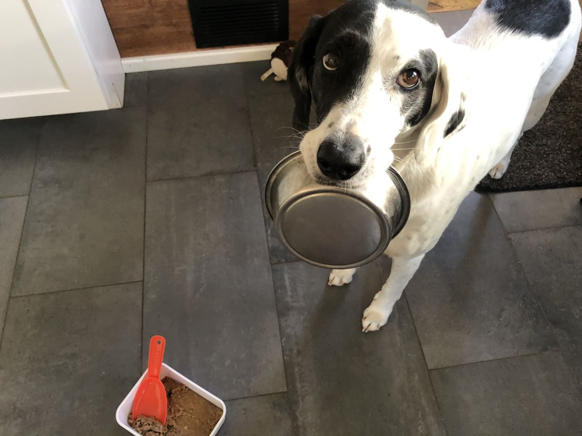 dog holding a food bowl