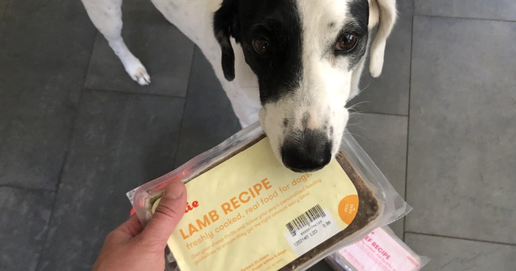 dog with a package of dog food