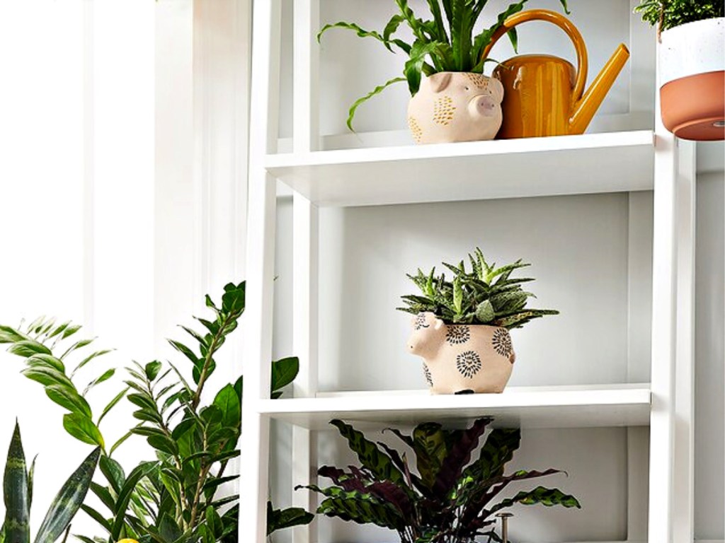 SONOMA Goods for Life Cow and Pig Planters on bookshelf