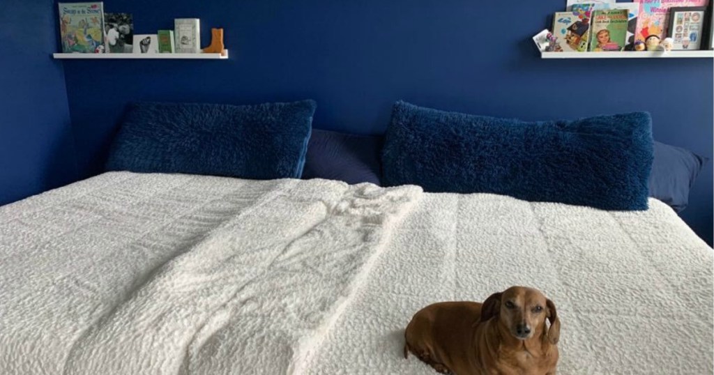 two queen beds put together with blue walls and a dog on the bed