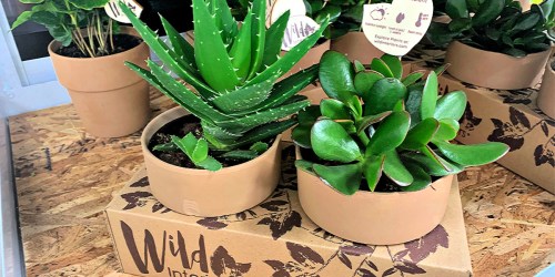Sam’s Club is Selling 2-Packs of Indoor Plants & Large Succulents for Just $12.98