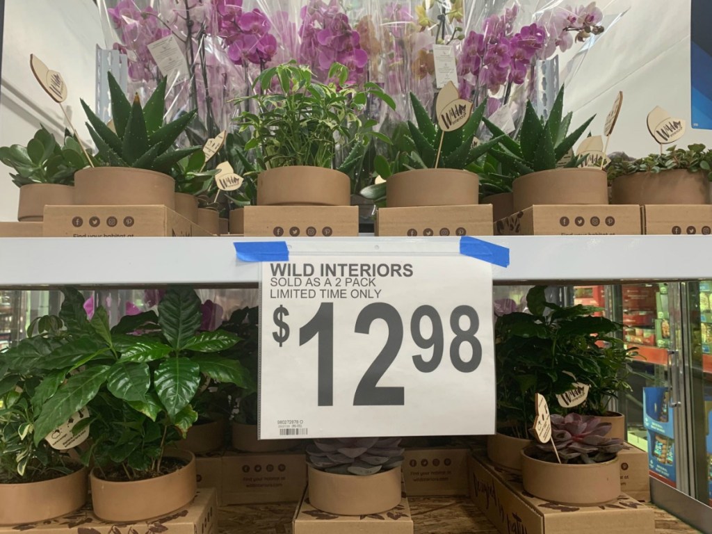 Sam's Club is Selling 2Packs of Indoor Plants & Large Succulents for