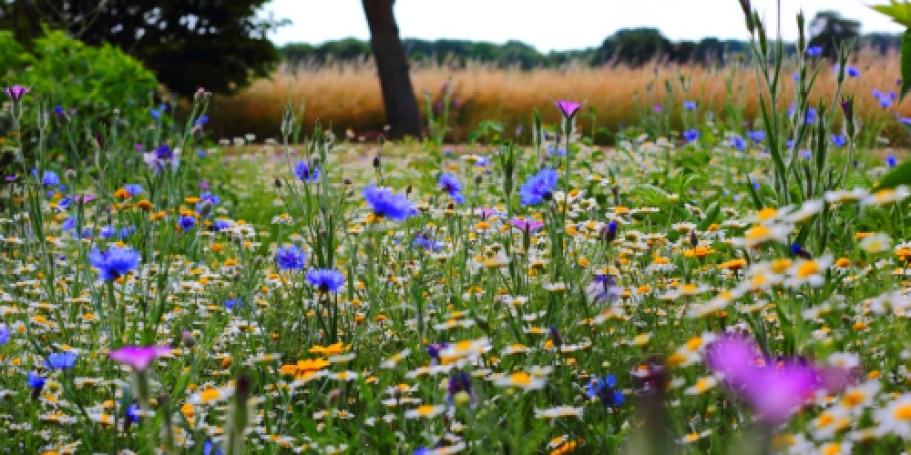 FREE Plantable Wildflower Seed Paper Heart
