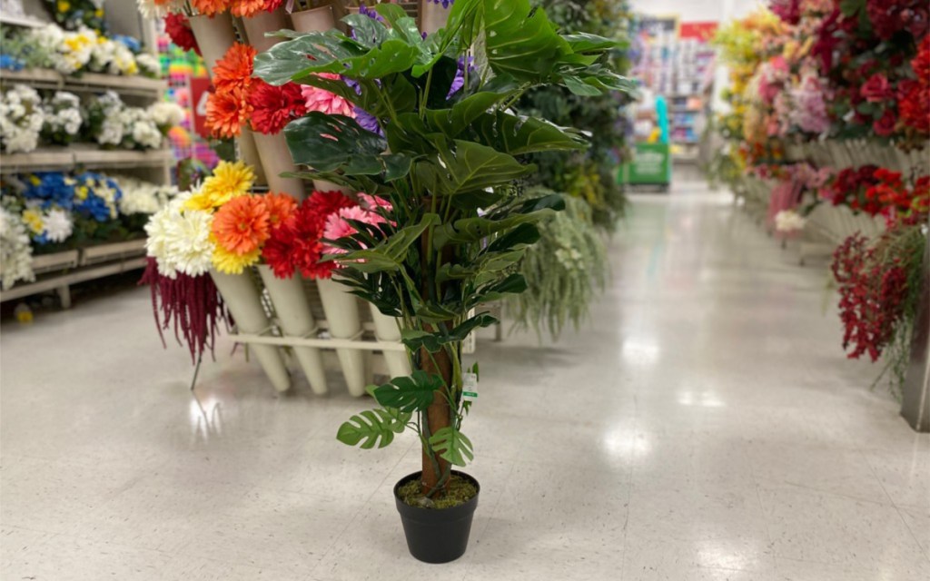 ashland philodendron at michaels