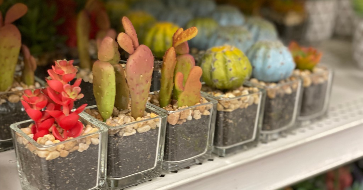 Ashland Artificial Plants & Succulents as Low as 1.99 on Michaels