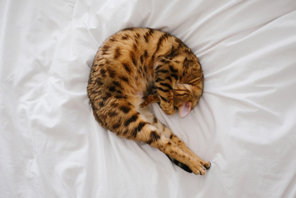 tiger looking cat curled up on wrinkly white sheet