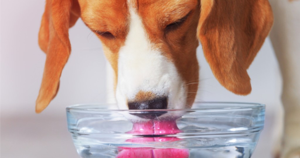 dog drinking water from bowl