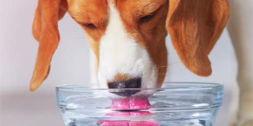 Dental Fresh Water Additive for Pets as Low as $1.67 Shipped on Amazon (Regularly $13)