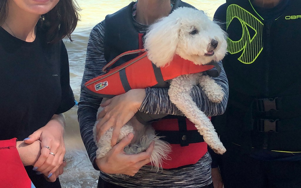 dog wearing life jacket