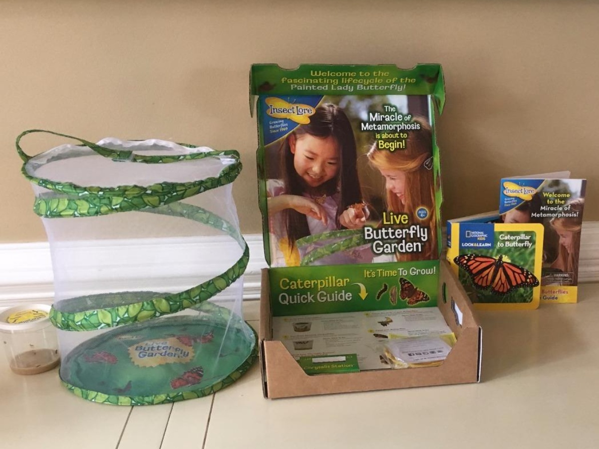 Insect Lore Butterfly Garden w/ Live Caterpillars Back in Stock on